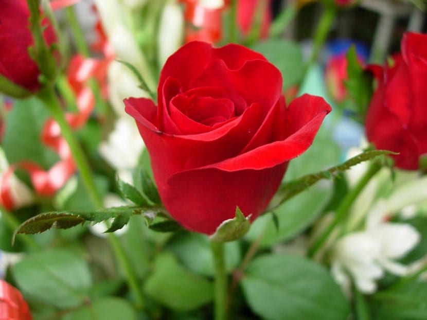 Rosal en flor cultivado en contenedor