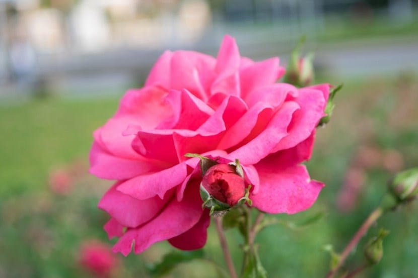 Rosal en plena floración con flores abiertas