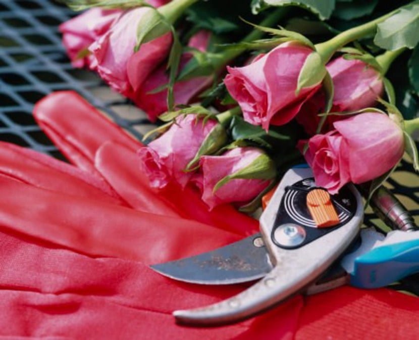 Rosal podado en invierno con las cañas cortadas