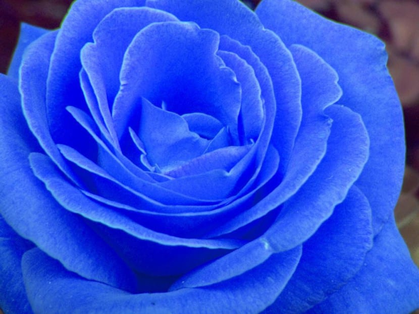 Rosa azul retocada digitalmente como las que se anuncian con semillas falsas