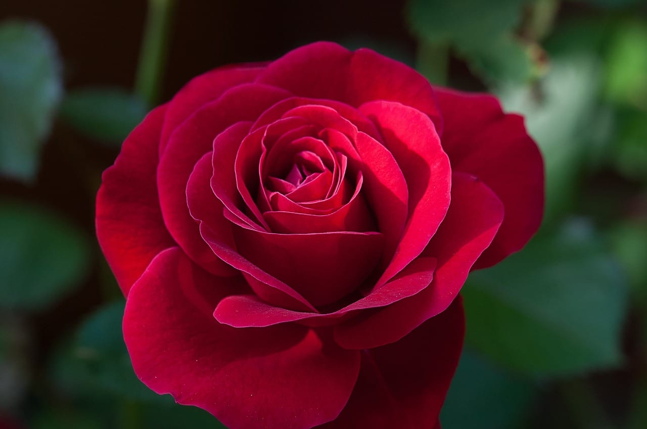 Rosas rojas: qué cultivar elegir y por qué