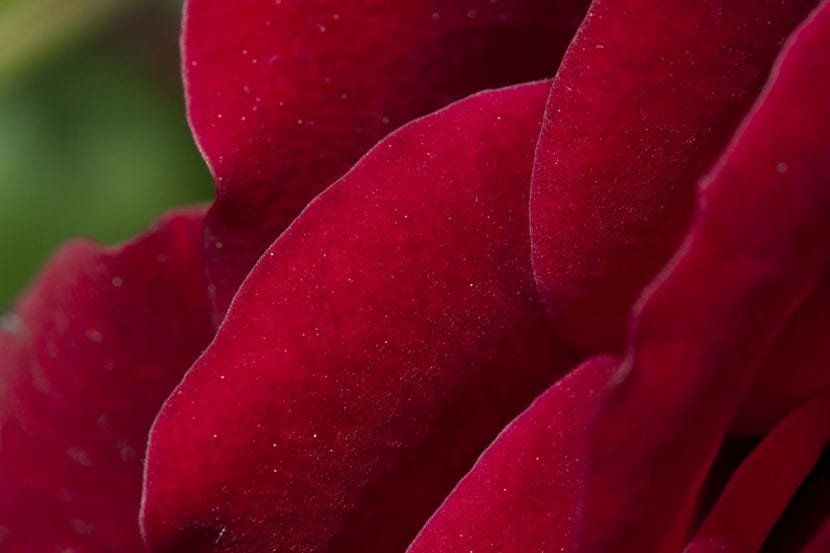 Pétalos de rosa roja de cerca