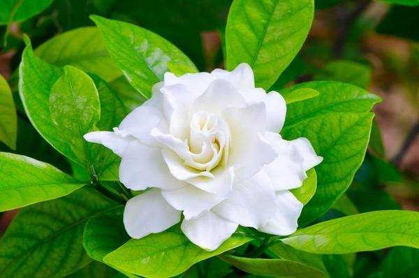 Gardenia: hojas amarillas, capullos que caen y cuidados
