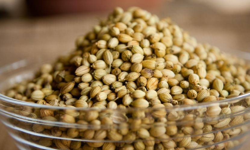 Semillas redondas de cilantro (Coriandrum sativum) listas para sembrar