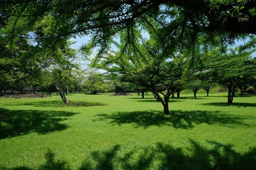 Jardín con superficie de césped bien implantado