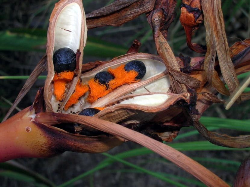 Semillas de Strelitzia reginae con su arilo naranja