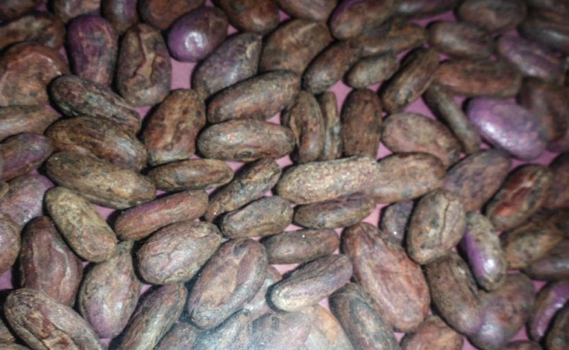 Semillas de cacao rodeadas de pulpa dentro de la mazorca