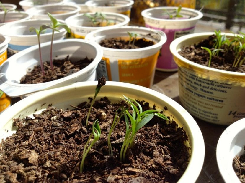 Semillas germinadas en recipientes dentro de casa