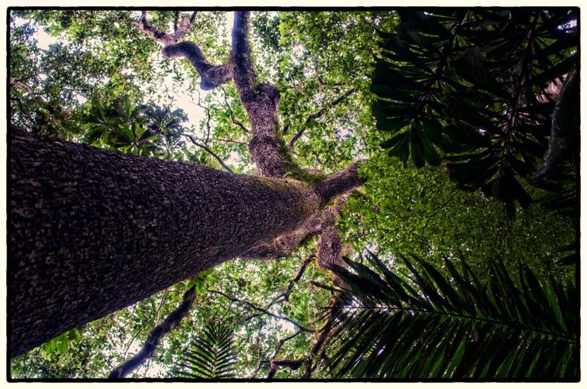 Ejemplar adulto de Bertholletia excelsa emergiendo sobre el dosel de la selva amazónica