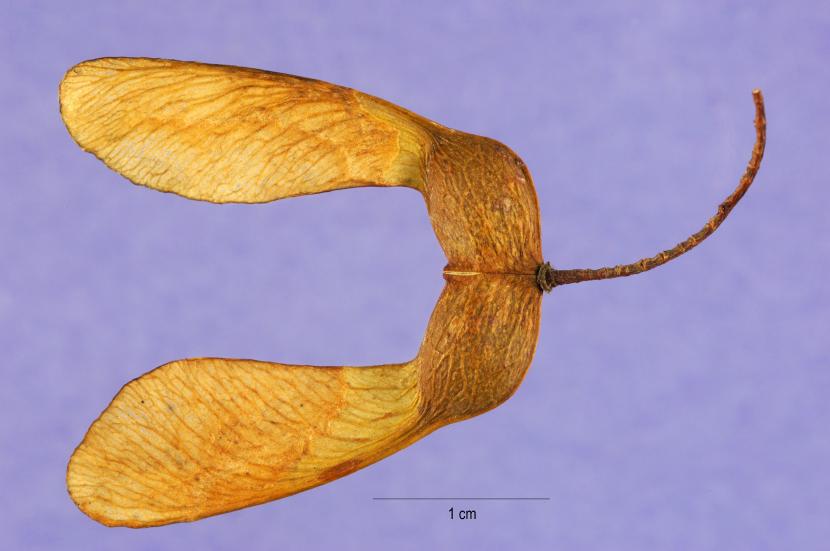 Semillas aladas de arce recogidas en otoño