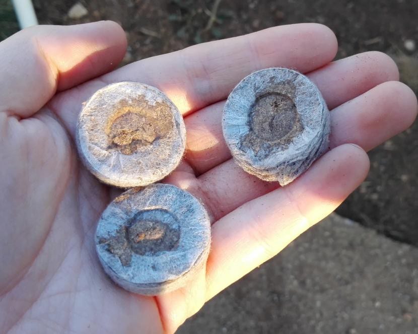 Pastillas de turba prensada para germinación