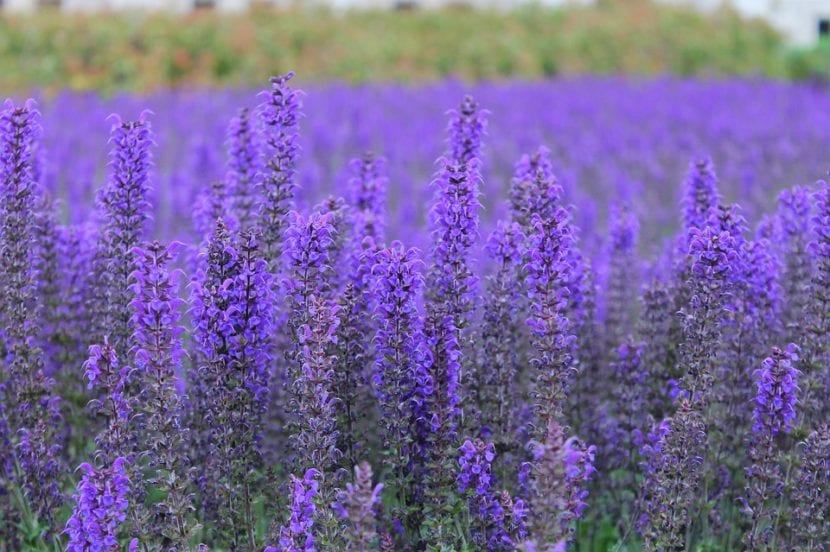 Mata de lavanda en flor