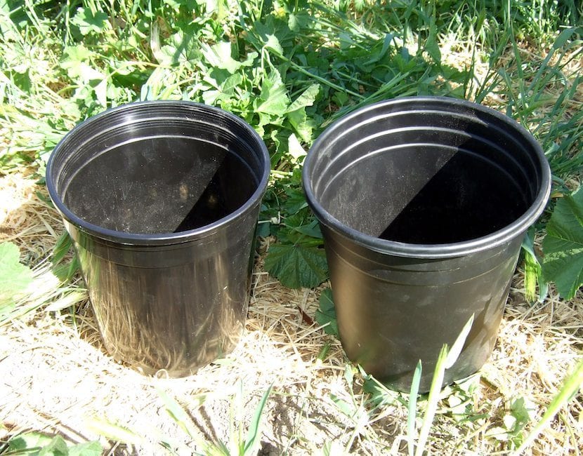 Macetas preparadas para el cultivo de arándano
