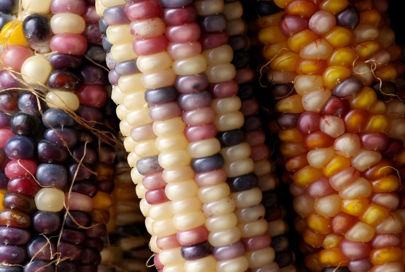Campo de maíz en producción