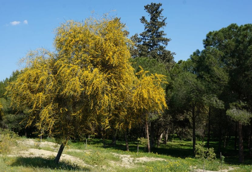 Semillas de Acacia saligna, de tegumento duro