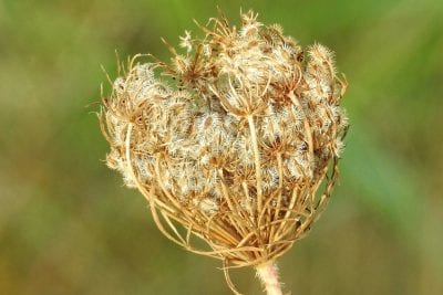Umbela floral de la zanahoria, ejemplo de angiosperma
