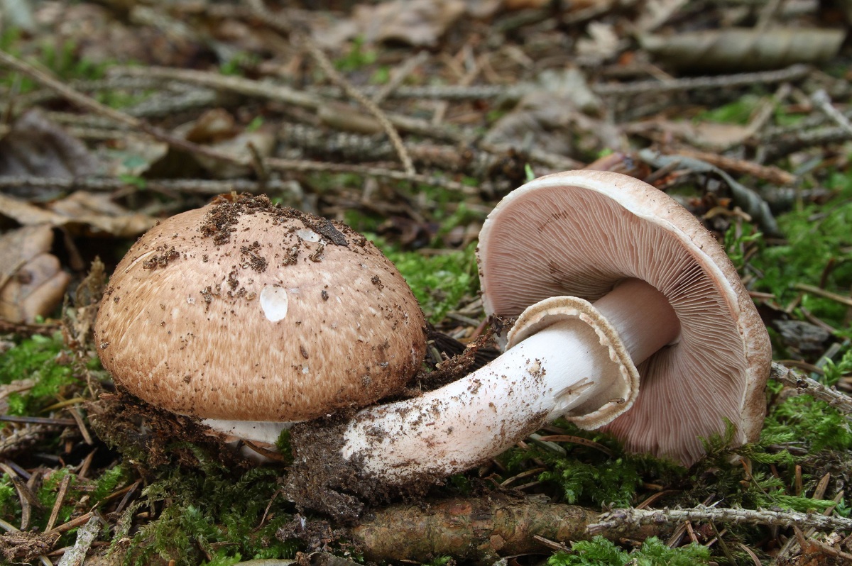 Agaricus sylvaticus con el sombrero cubierto de escamas pardas