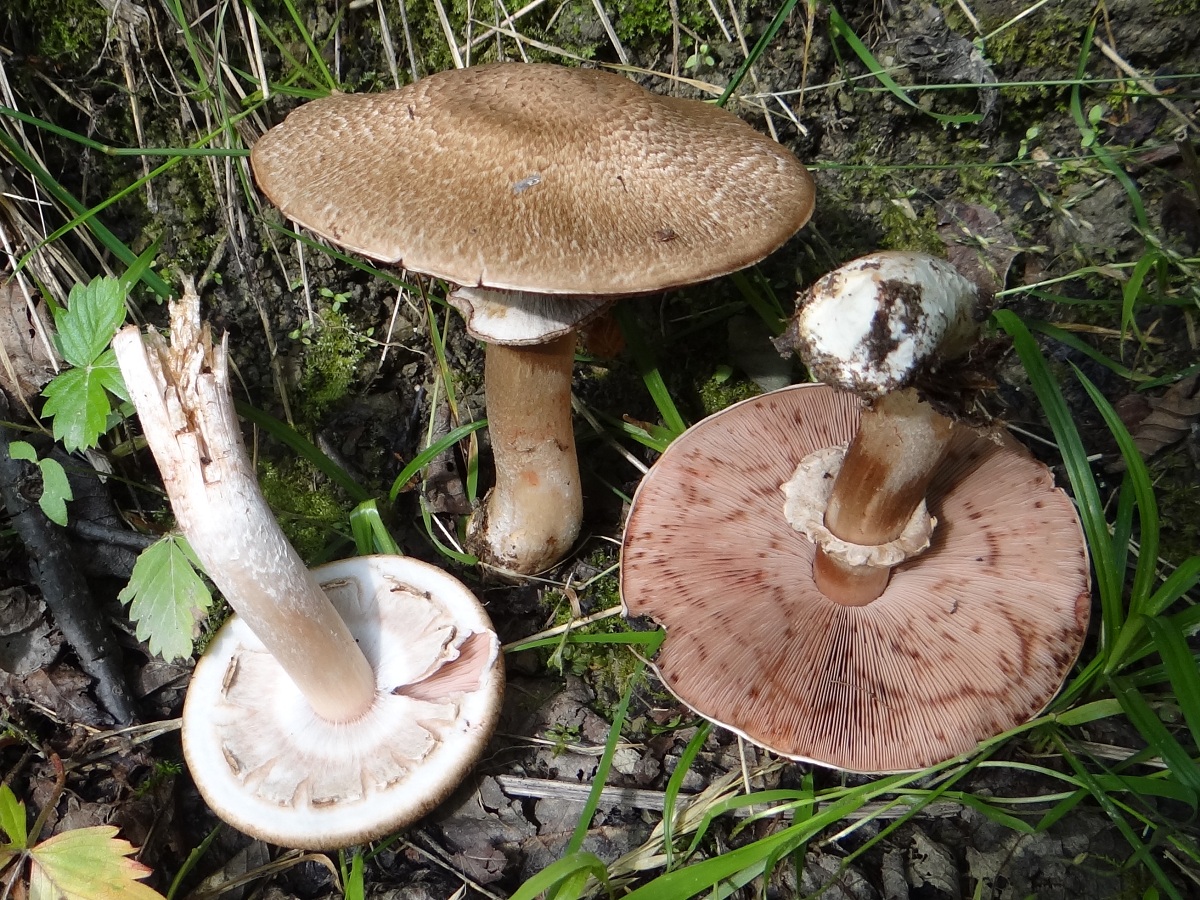 Agaricus sylvaticus: el champiñón de pino que enrojece