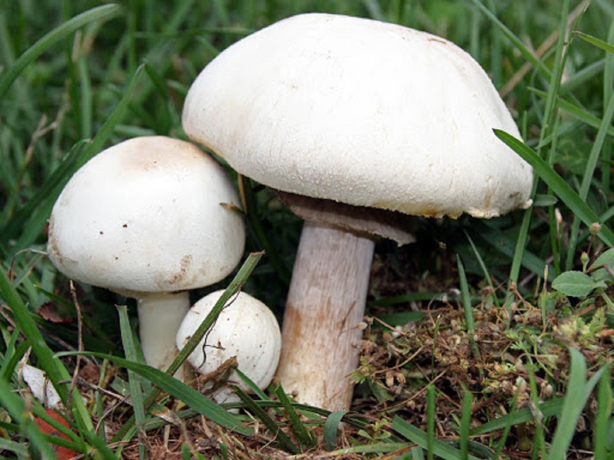 Ejemplares de Agaricus xanthodermus en un prado