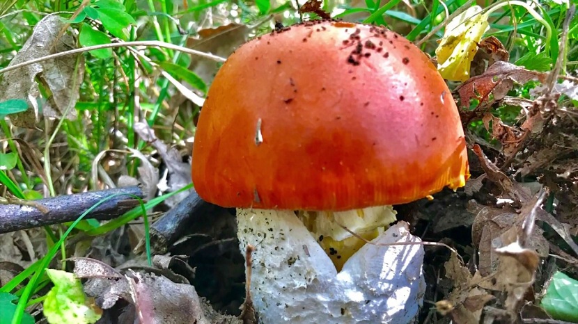 Amanita caesarea: la oronja, caracteres y confusiones