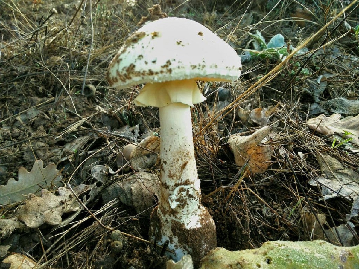 Amanita citrina: caracteres, hábitat y confusiones