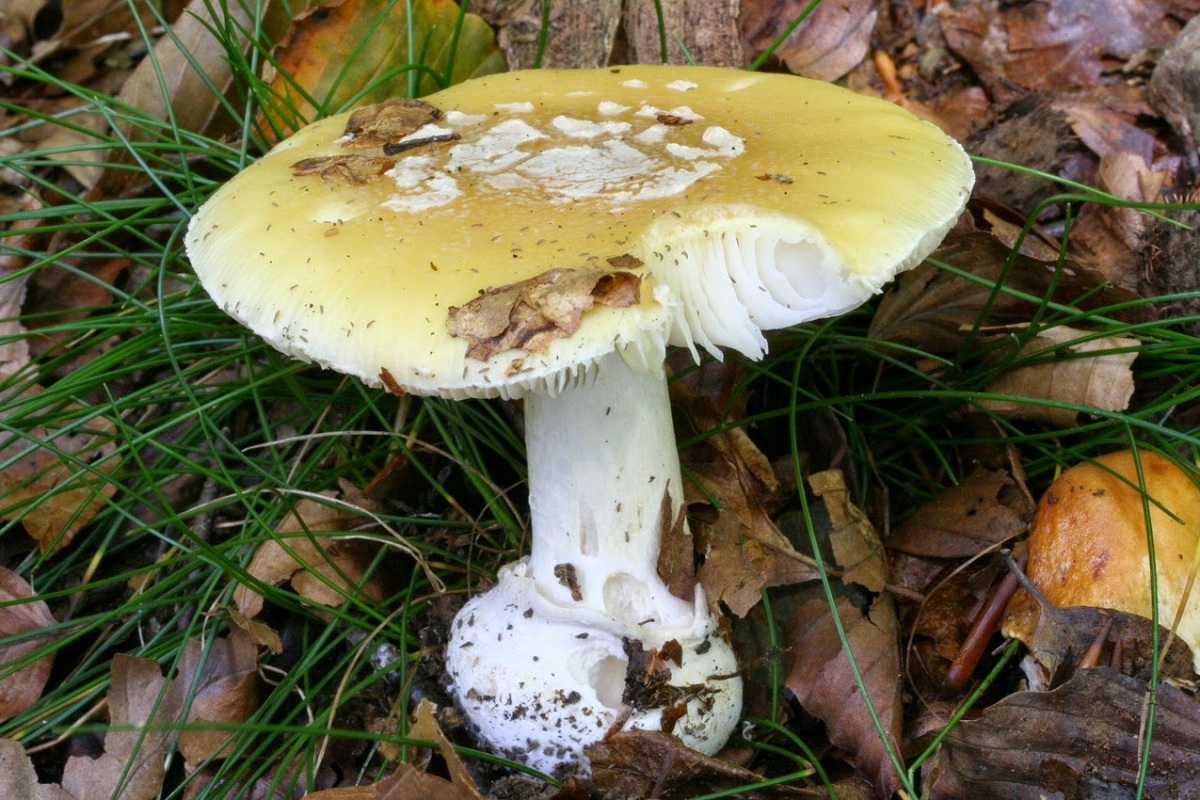 Amanita gemmata: caracteres, hábitat y toxicidad variable