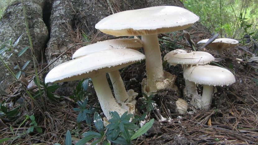 Amanita ovoidea, oronja blanca de los encinares mediterráneos