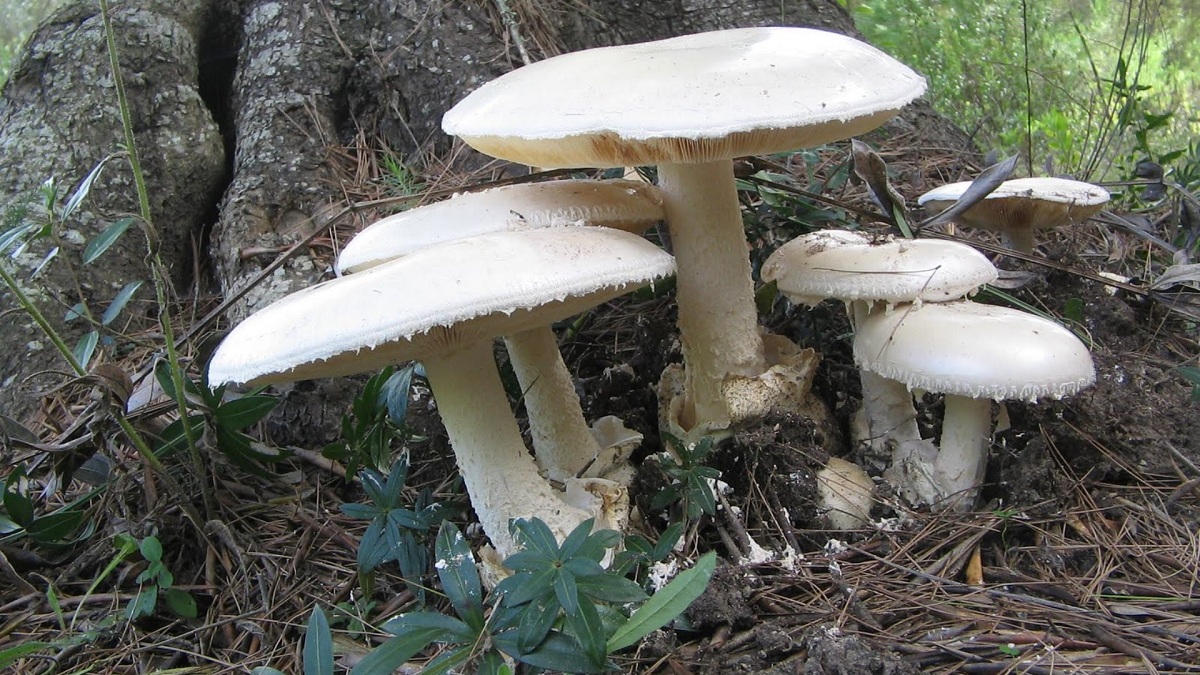 Amanita ovoidea: oronja blanca, confusiones y riesgos