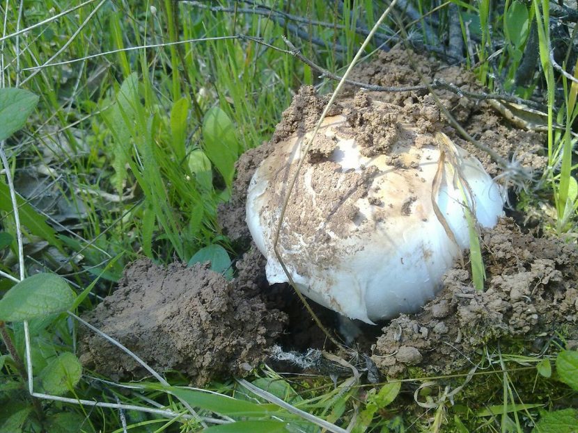 Ejemplares de Amanita ponderosa recolectados