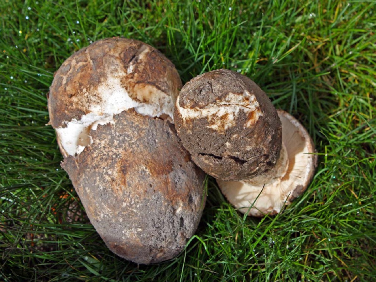 Amanita ponderosa: el gurumelo del suroeste peninsular