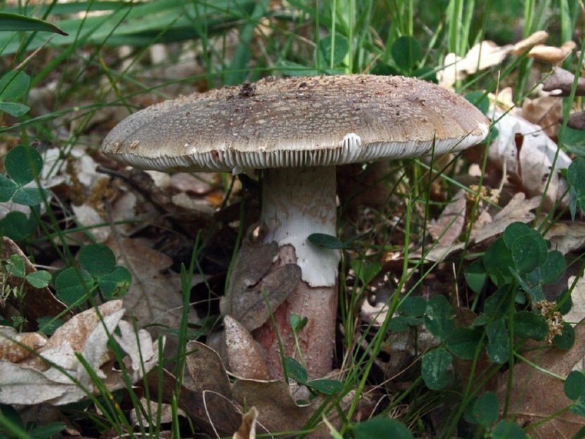 Amanita rubescens con sombrero pardo rojizo y verrugas grisáceas