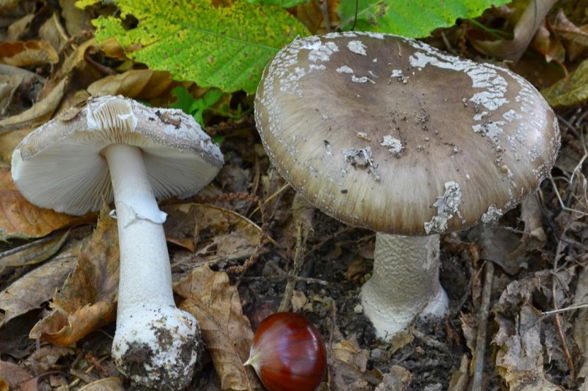 Amanita spissa de sombrero pardo grisáceo con restos grises de velo