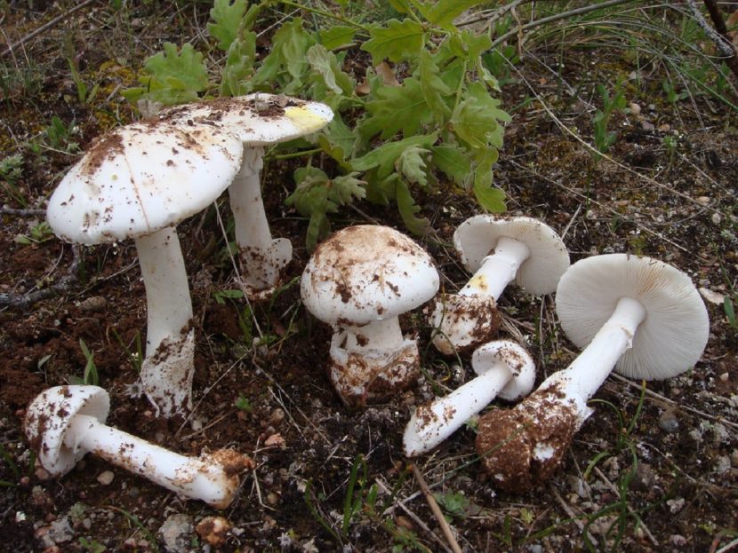 Variedad de Amanita verna en su hábitat