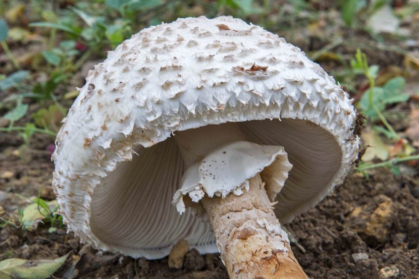 Sombrero escamoso de Amanita vittadinii