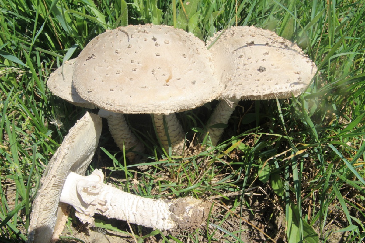 Amanita vittadinii: la amanita escamosa de los pastizales