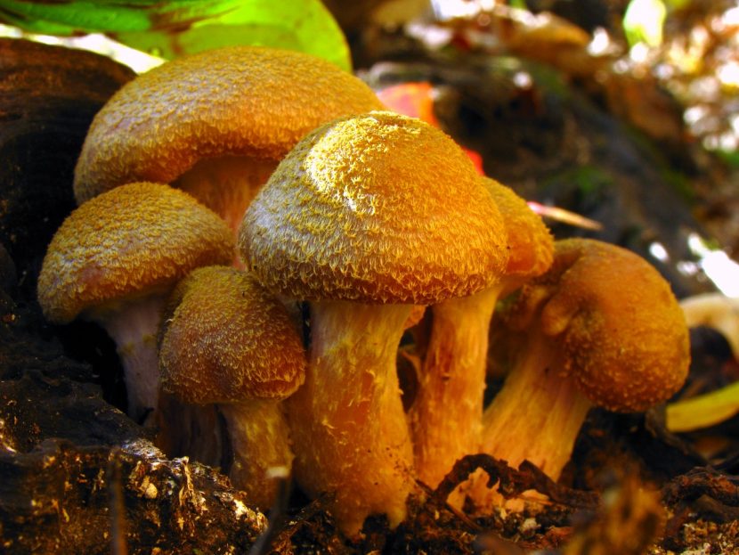Ejemplares de Armillaria gallica en la base de un tronco