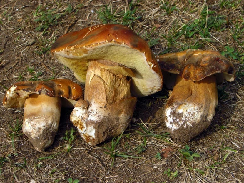 Boletus aereus de sombrero pardo oscuro entre la hojarasca de un encinar