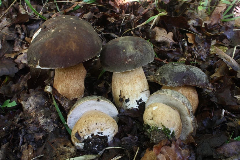 Boletus aereus: el boleto bronceado o negral
