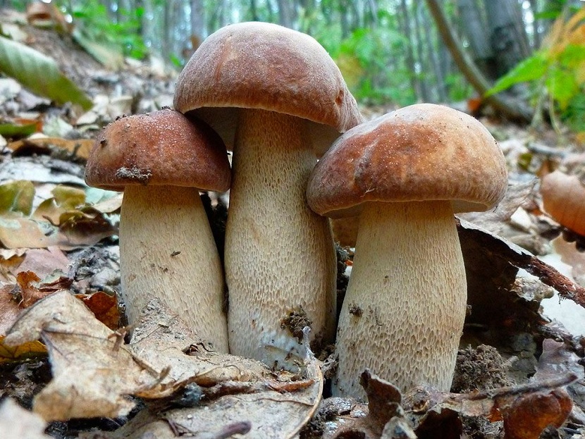 Boletus aestivalis con el sombrero mate y agrietado sobre hojarasca de roble