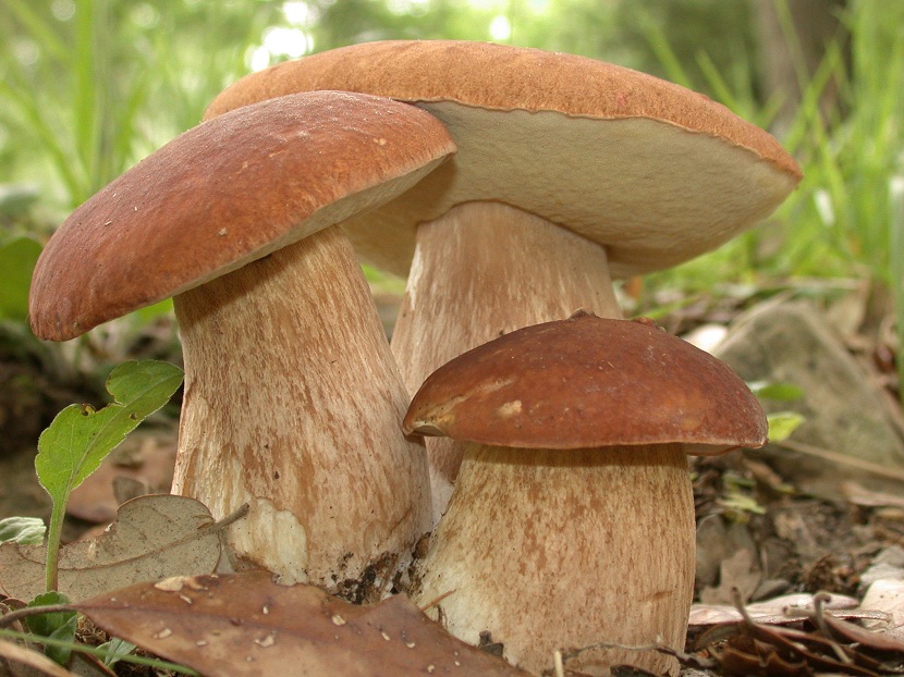 Boletus aestivalis o reticulatus: el boleto de verano