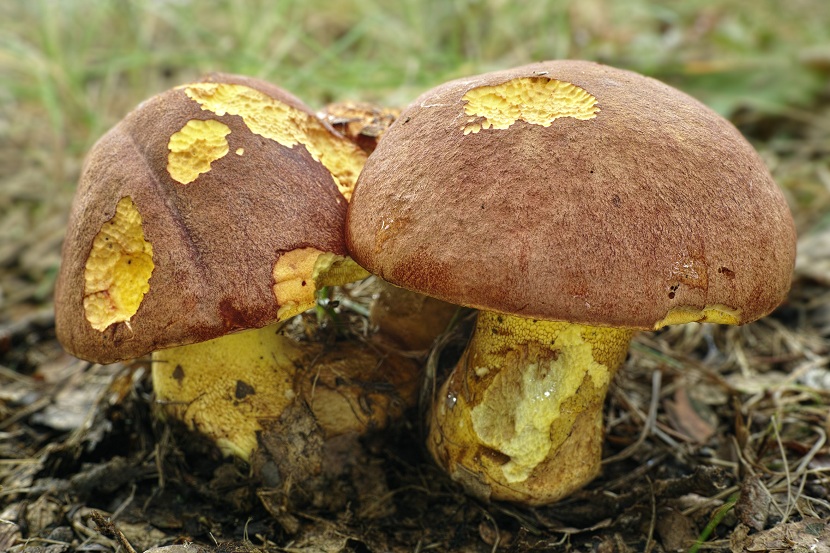 Ejemplar adulto de Butyriboletus appendiculatus, la llamada seta mantequilla
