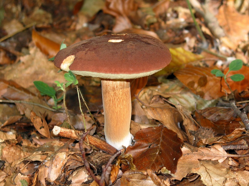 Boletus badius (Imleria badia): el boleto bayo, guía completa