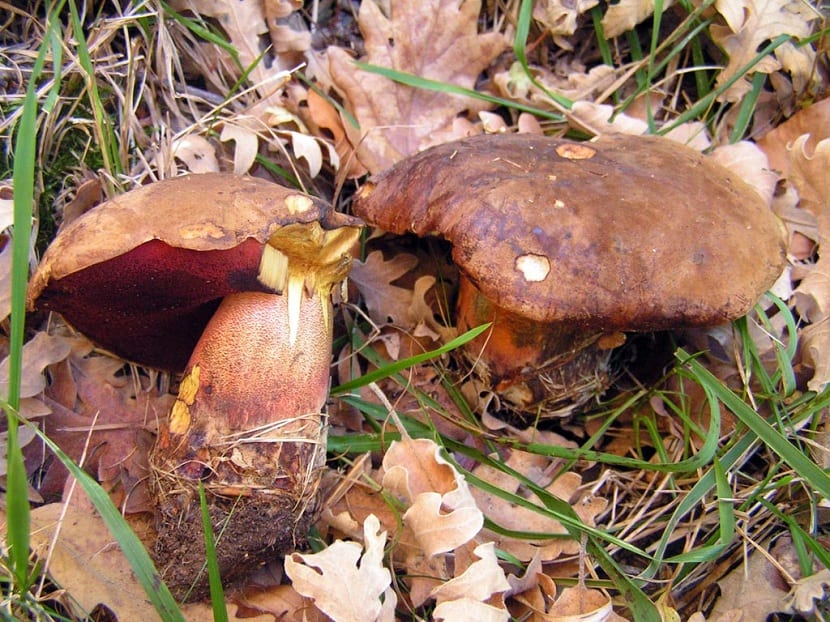 Boletus erythropus (Neoboletus luridiformis): guía completa