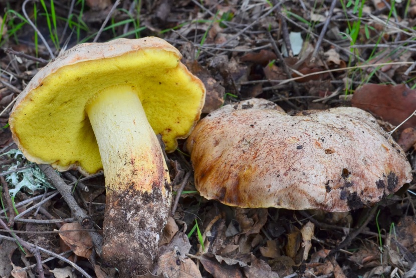 Boletus impolitus: el boleto amarillo con olor a yodo
