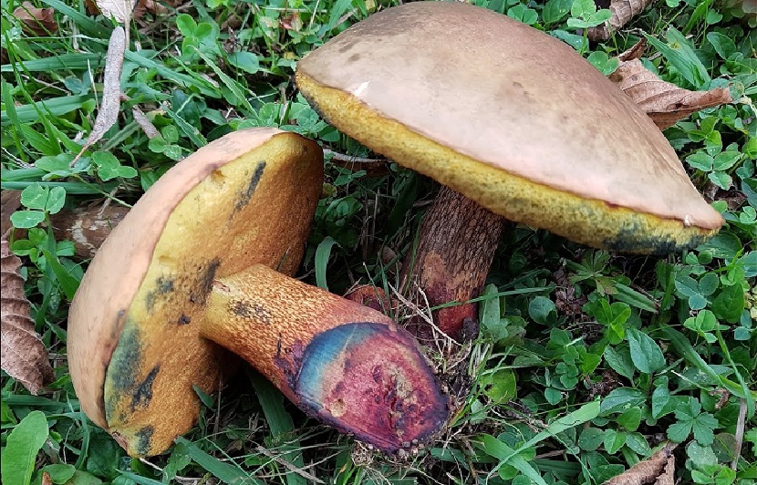 Corte de Suillellus luridus con la carne virando al azul