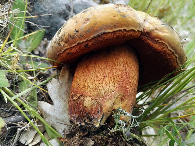 Boletus luridus (Suillellus luridus): caracteres y confusiones