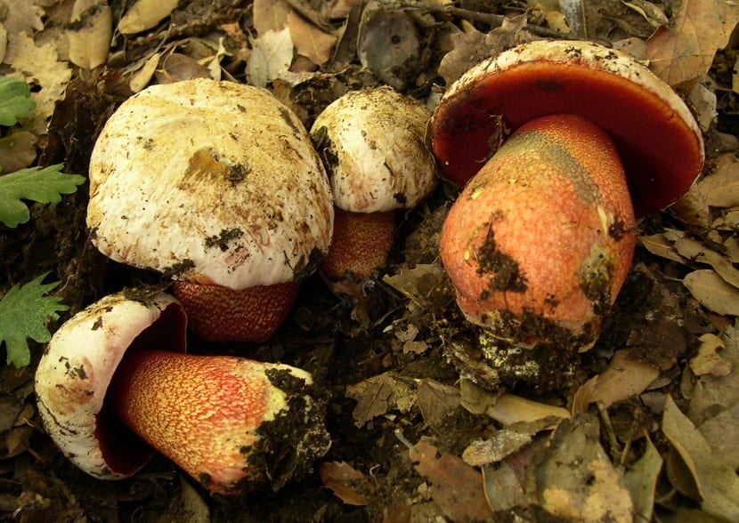 Rubroboletus rhodoxanthus, boleto de poros rojos emparentado con el de Satanás