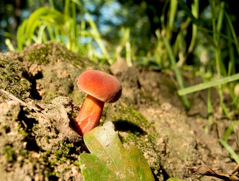 Especies del género Xerocomus: Xerocomellus y Hortiboletus