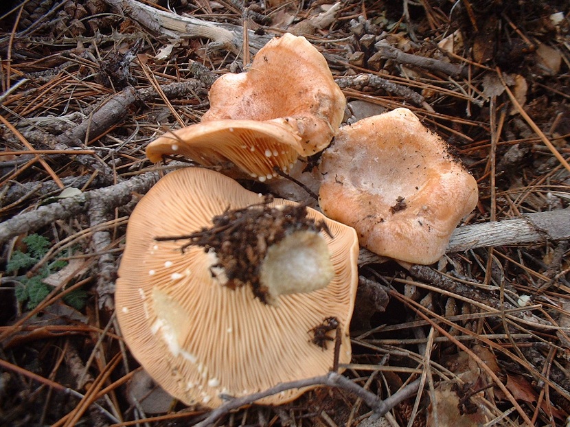 Lactarius chrysorrheus: el falso níscalo de látex amarillo