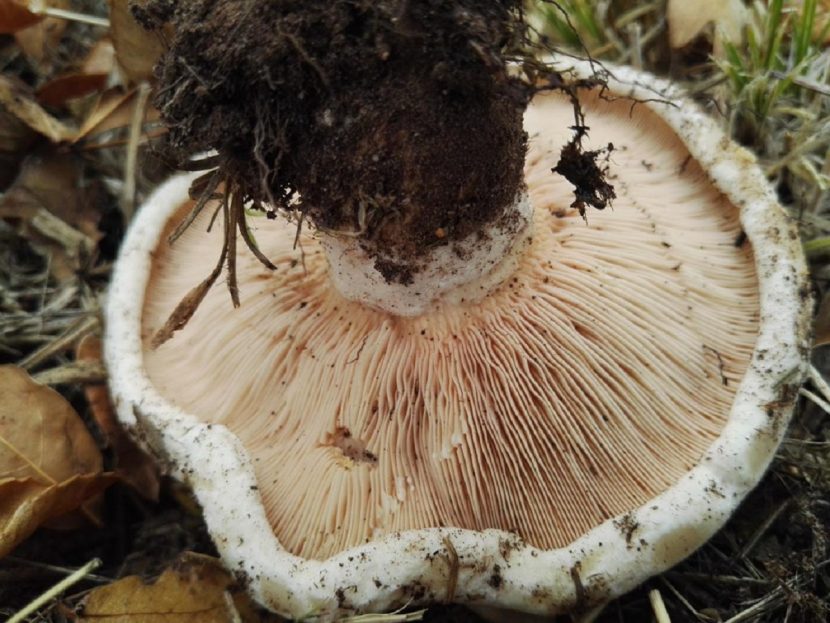 Lactarius controversus bajo chopos
